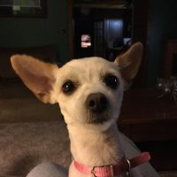 peanuts (@alanwal93626021) 's Twitter Profile Photo