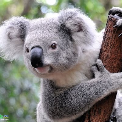 i_am_guala's profile picture. به امید آزادی ....