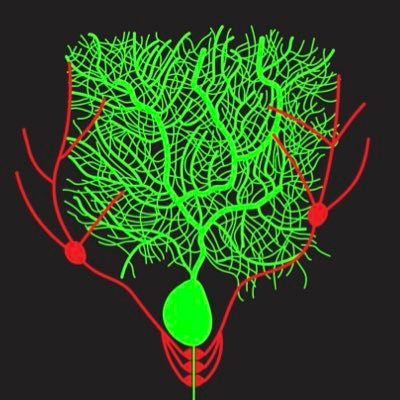 Assistant Professor at University of South Carolina, Neuroscience, AAV, CRISPR, Proteomics. CIRSPRとAAVを用いて神経系における KIやKOを研究しています。細胞骨格分子や細胞接着分子が専門。