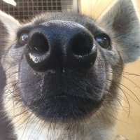 tickleryeen 🪶🪶 (@tickleryeen) Twitter profile photo