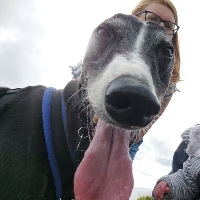 I am a retired racing greyhound now living my best life with my adopted family in the Midlands