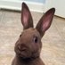 . (@cryptobunb) Twitter profile photo . (@cryptobunb) Twitter profile photo