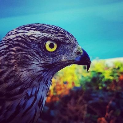 AbdulRahim1453's profile picture. ALLAH VAR GAM YOK