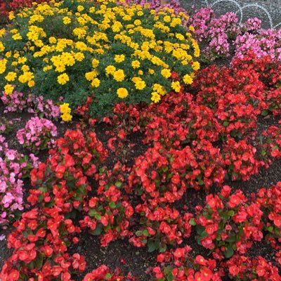 🌸花🌼風景写真💐お弁当画像の無断使用・転載🆖 引用🆖いいね感謝です🌷リプDM要返信💜リポストする場合いいねもお願いします🦋反応無しはフォロー解除👋不自然ないいねの押し方(最新ポストをスルー)するアカは迷惑なのでブロック❎投稿順は画像タブ👇クリックどうぞ🌺@FYiPcN8gRjOt3U1サブアカ💎