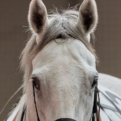 2022年ゴールドシップと出会い、競馬とお馬さんに夢中です
競馬初心者ですがどうぞ宜しくお願いしますm(_ _)m
ちなみに美味しい物には目がない食いしん坊、ちょっぴり美容オタクです(笑)