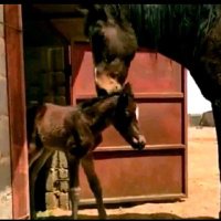 mamdouh 🏹 (@i9advrr6qdz81yd) Twitter profile photo