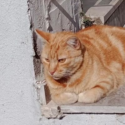 uludagkedisi's profile picture. Bursa Uludağ Üniversitesi yemekhane kedisi, Uludağ'nın resmi hesabı.
Ben ve arkadaşlarım.

Anlık fotoğrafları DM'den atabilirsiniz 😁
#kedi #cat