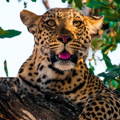 wilfred97764477's profile picture. 