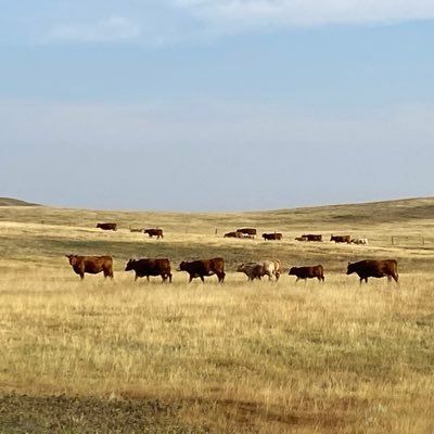 rancher grazing cover crops silage and stockpiled forages