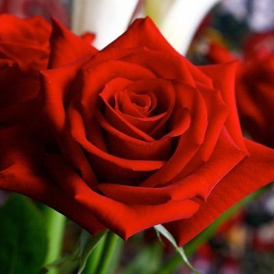 宮舘王国の市民 ページ 表紙解禁】宮舘涼太（Snow Man）が表紙に初登場