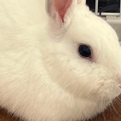 ちもさんのプロフィール画像