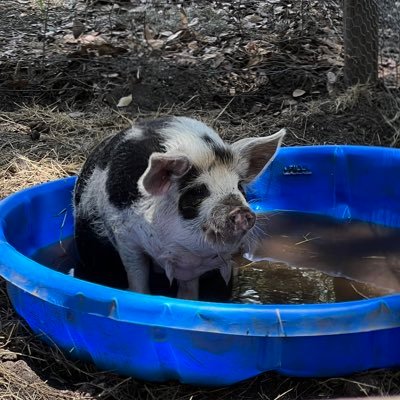 Diegoalb2012's profile picture. 