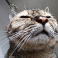 =)カケル (@kakeru_sakura09) 's Twitter Profile