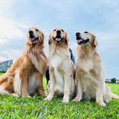 ゴールデンレトリバー【多頭飼い】 大型犬との日常の呟き YouTubeはじめました🐶 モカ（8才）サラ（7才）ヒナ（1才）