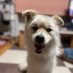 迷子犬ムックを探してます。拡散希望。 (@fgpgkn75awnmxa) Twitter profile photo 迷子犬ムックを探してます。拡散希望。 (@fgpgkn75awnmxa) Twitter profile photo