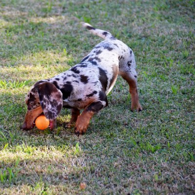 Amante de los perros....con mucho tiempo libre para tuitear-Argentina.6 NIETOS-KUKAS abstenerse. SIN CAMPO NO HAY PLANES.