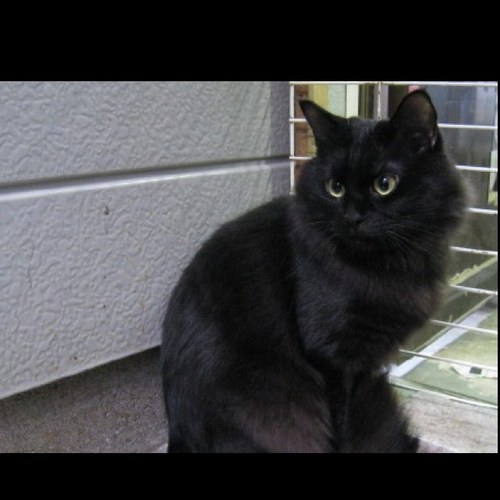 The_Cats_Rule's profile picture. Meow