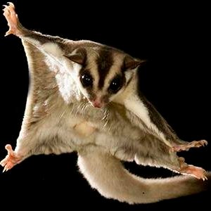 rickardo_viti's profile picture. 🍉🌏 🌬 🔥💧 YUWI Land 💉💉💉