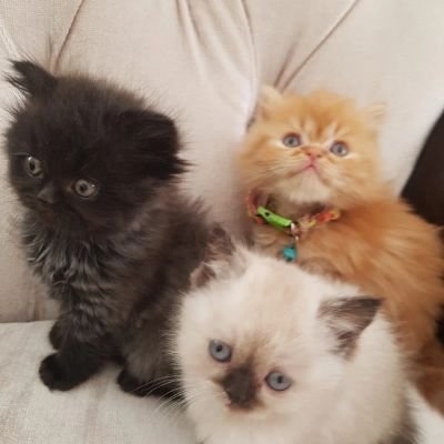 ekici780's profile picture. Zalimin sonu gelince zulmü artar daha da azgınlaşır....