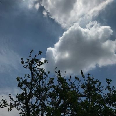 Ideasasopiates_'s profile picture. She/her