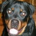 RottieReef (@reefrottie) Twitter profile photo RottieReef (@reefrottie) Twitter profile photo