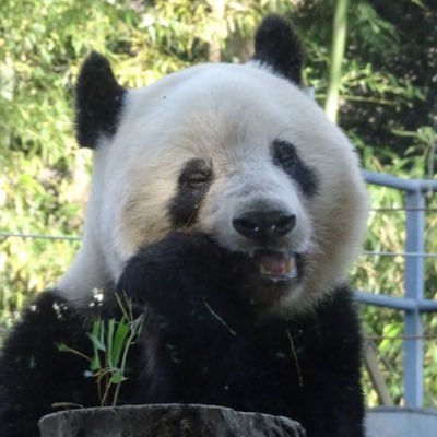 シャンシャン5歳