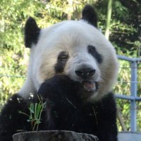 ぽにょ (@ponyonyonxiang) 's Twitter Profile Photo