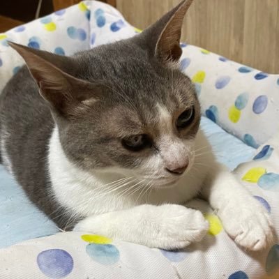 こちらはサブ垢。猫が中心です。投資やお金配り系に興味はないです🙇‍♀️