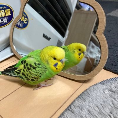 vvDamuKiM9QmNMs's profile picture. 
