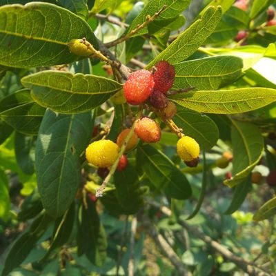 pahadi_lost's profile picture. From heaven 💫