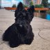 Ruta the Scottish Terrier 🇺🇦🇵🇱🇳🇱🇨🇦 (@RutaTerrier) Twitter profile photo