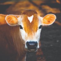 Cow Lovers Club(@CowLoversClub) 's Twitter Profile Photo