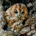 Althorp Estate Conservation (@althorpcons) Twitter profile photo Althorp Estate Conservation (@althorpcons) Twitter profile photo
