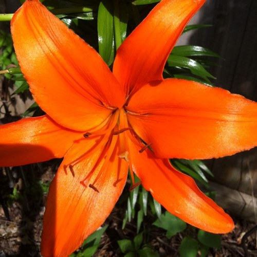 ictsport's profile picture. 