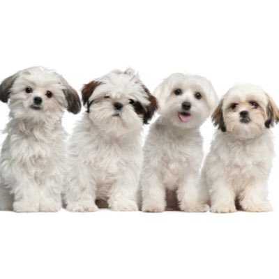 styer1234's profile picture. 선입금 x 수고비 o 문의주세요 https://t.co/qbMPItSzBa