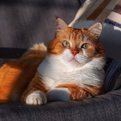 leotea12's profile picture. chacha gogogo