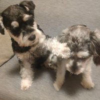 Rock&Gal=シュナウザー (@rockgal2022) 's Twitter Profile Photo