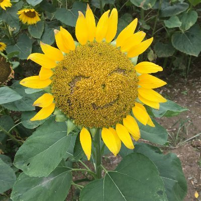 Iqas0yTO0pohutb's profile picture. 腰痛持ち。