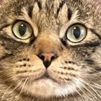 야사시 네코 (@yasashi_neko) 's Twitter Profile Photo 야사시 네코 (@yasashi_neko) 's Twitter Profile Photo