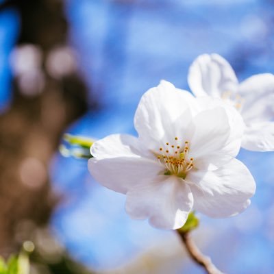 JTCに務めてる、20代なのにCOBOLが出来るしゃないしすてむ園児にあです