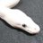 カラフト犬AKのアイコン