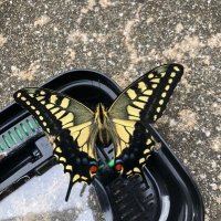 Shun24 (@samuraiteacher) Twitter profile photo