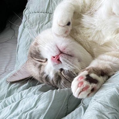 kano220911's profile picture. 建築学科出身、建築関係の仕事をしているアラサー女です💻無言フォロー失礼します🙇🏻‍♂️ アイコンは愛猫(マンチカン)です🐈 資格勉強✏️と投資🔰 持ってる資格📖猫健康管理士／FP2級／宅建／電工2種など 公→民に転職しました👨🏻‍💻