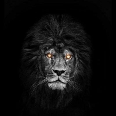 LeviMos58678803's profile picture.