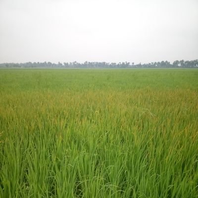 MdYousu70678343's profile picture. Nine