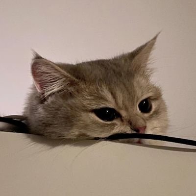 雪泥咕爪さんのプロフィール画像