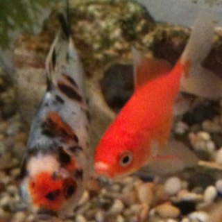 bananaheaded's profile picture. chronic avoider of paperwork.