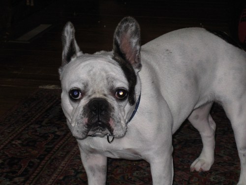 lovmyfrenchie's profile picture. 