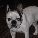 Sharon Gallo - @lovmyfrenchie - Twitter