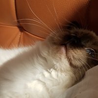 Nolite (@n0lite) 's Twitter Profile
